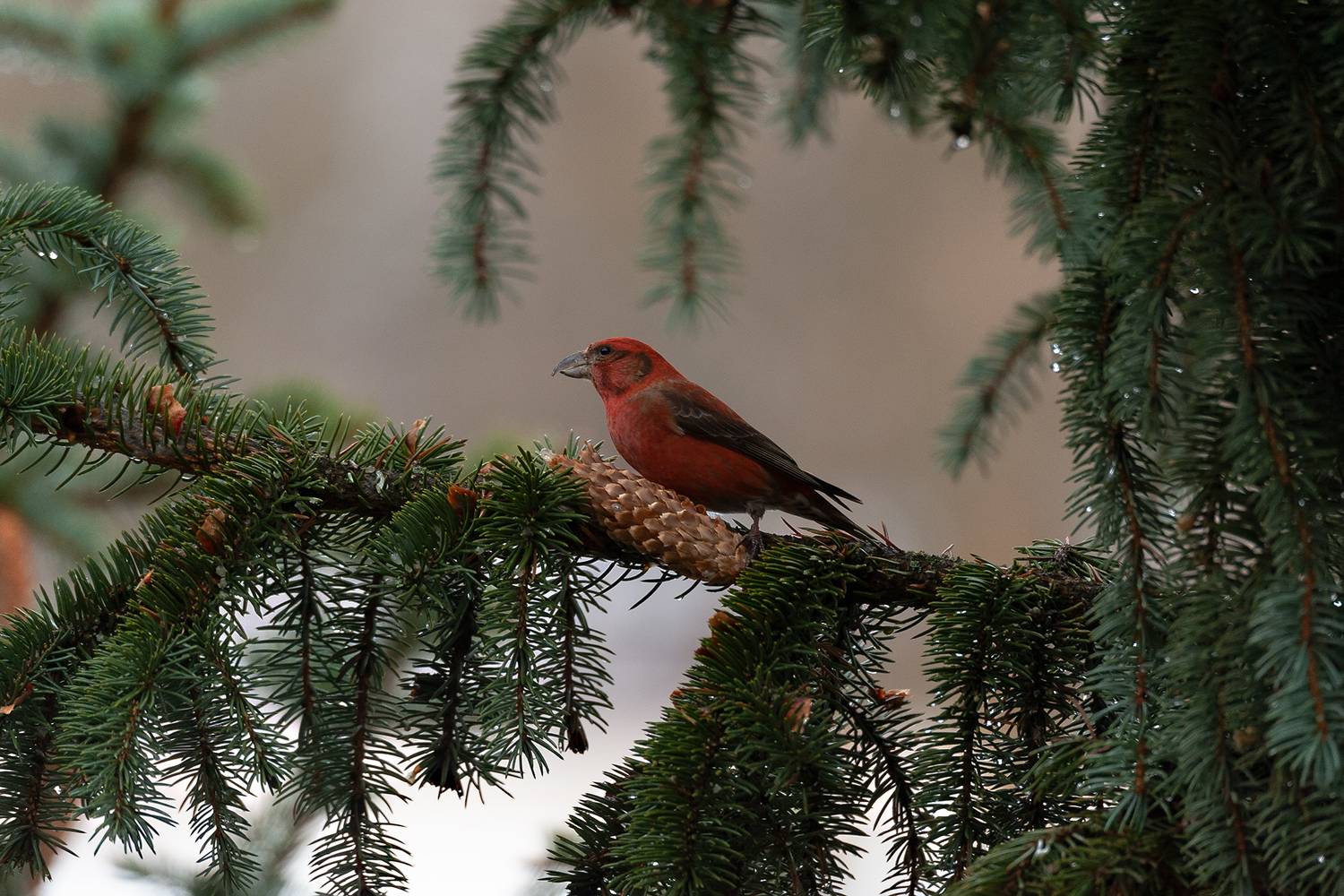 , Стрельцов Виталий