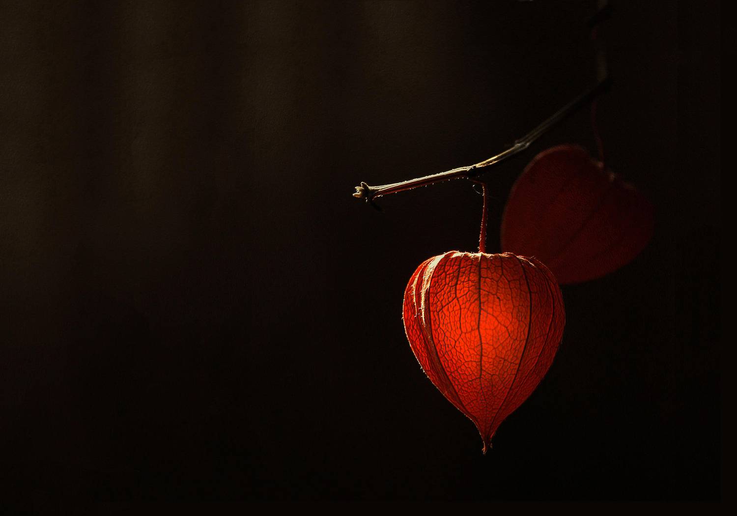 , Заболотская Ольга