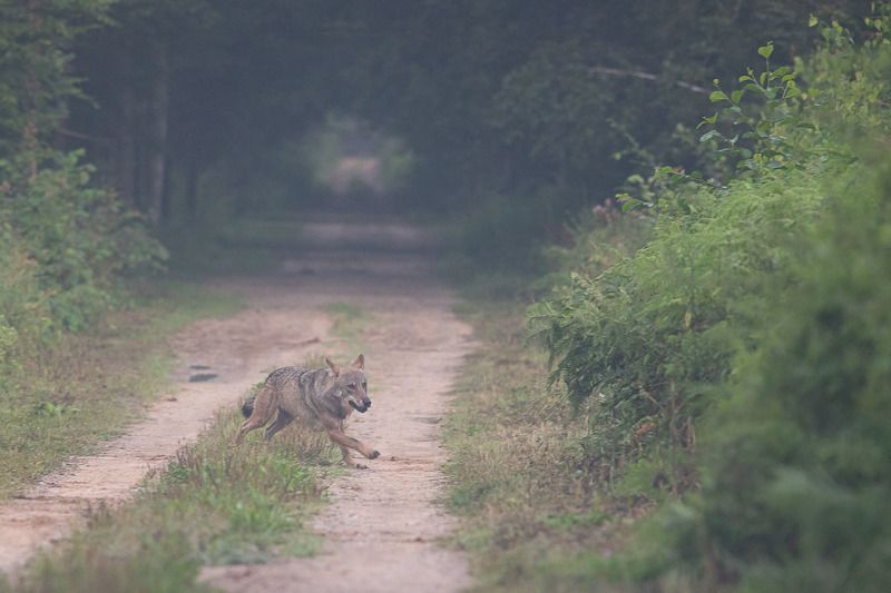 las,przyroda,wilki,puszcza białowieska,dzika przyroda,ssaki,fauna,fotografia Wilk фото превью
