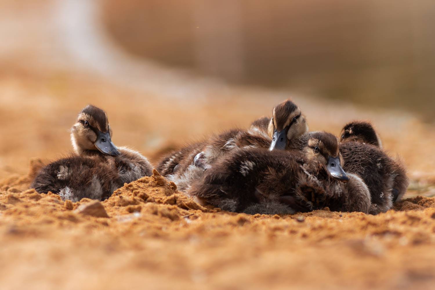 , Денис Пронин