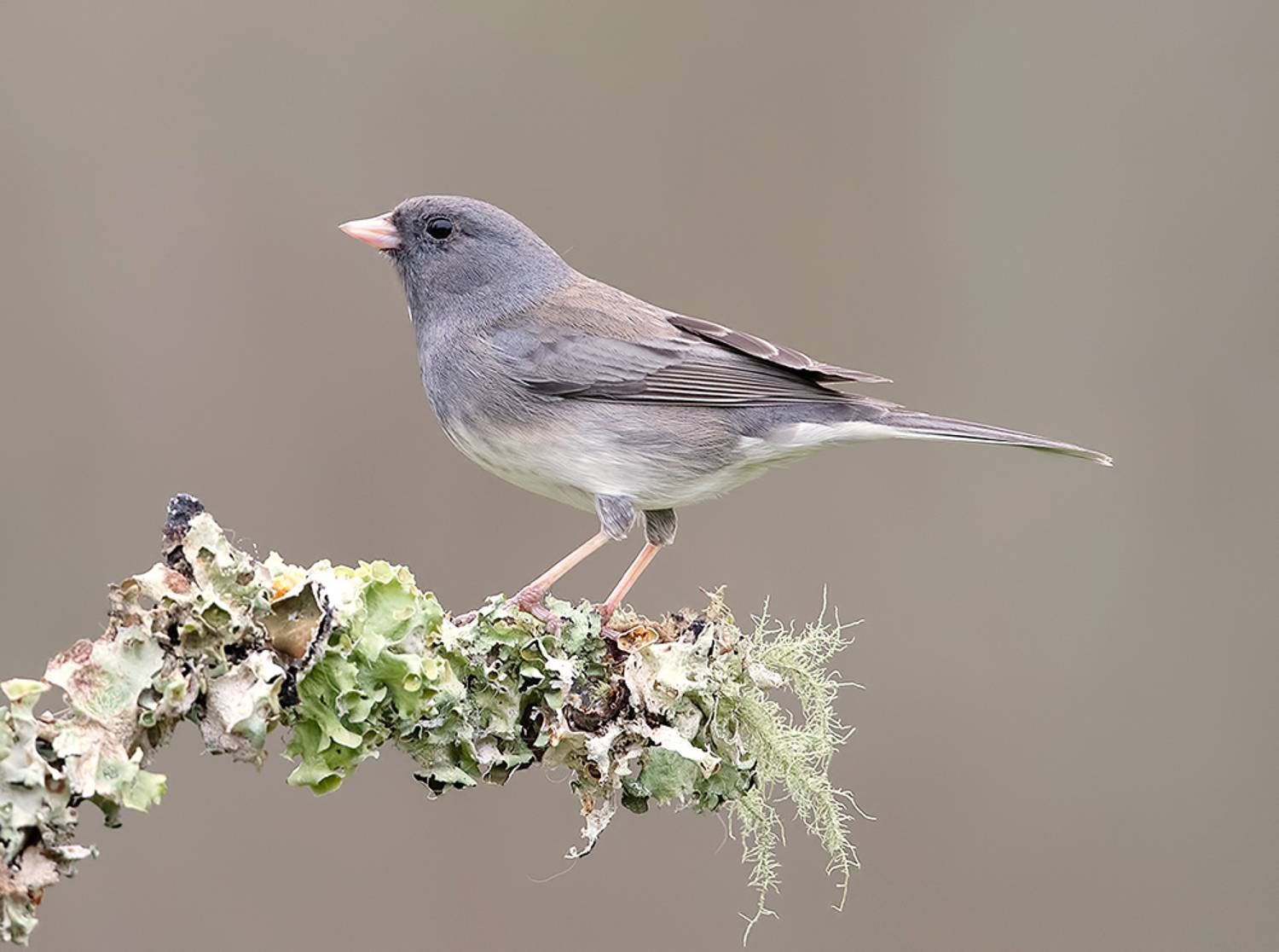 юнко,dark-eyed junco, junco, зима, дождь, Etkind Elizabeth