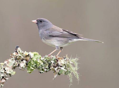 Dark-eyed Junco -Юнко