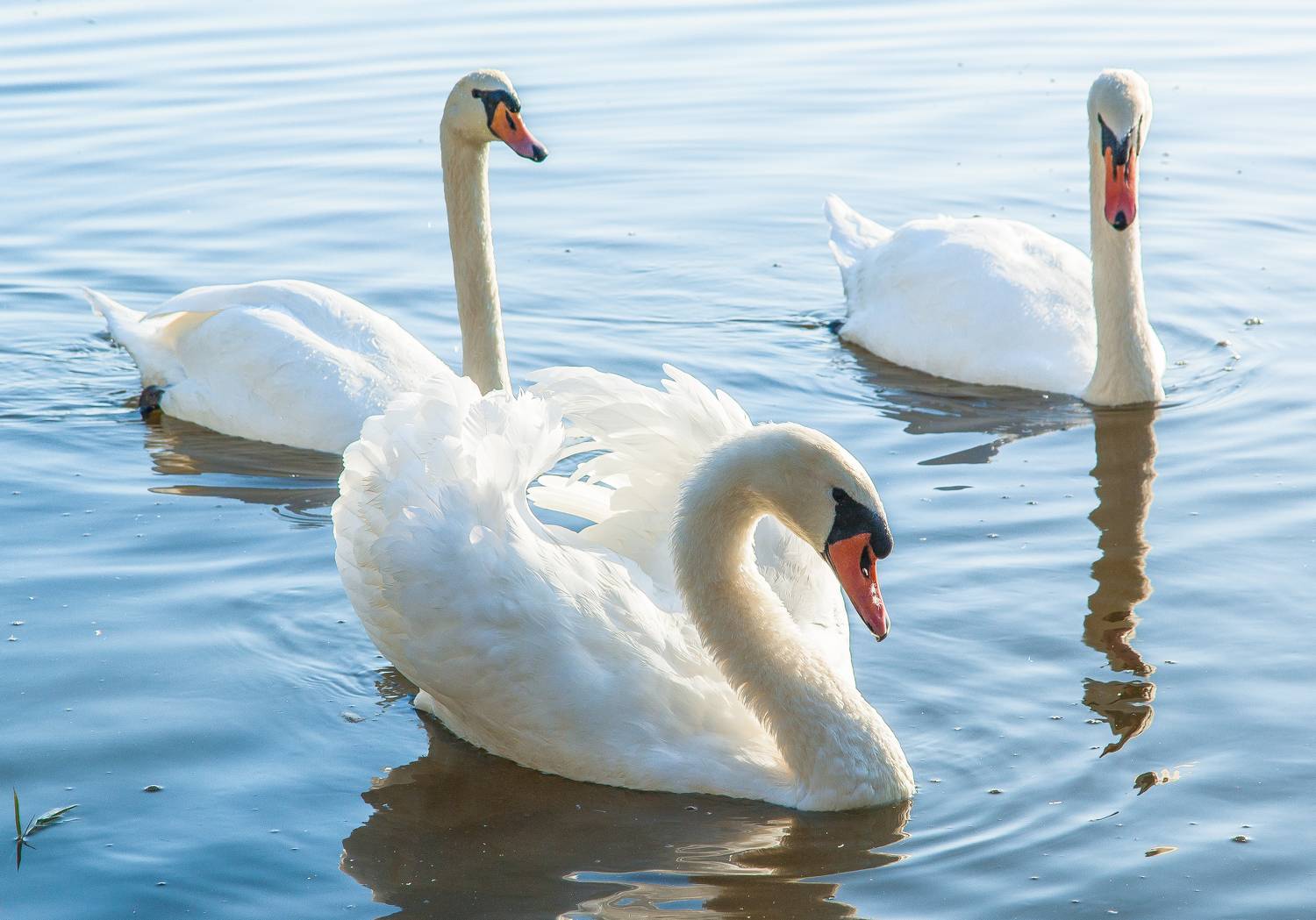 , Андрей Загребельный