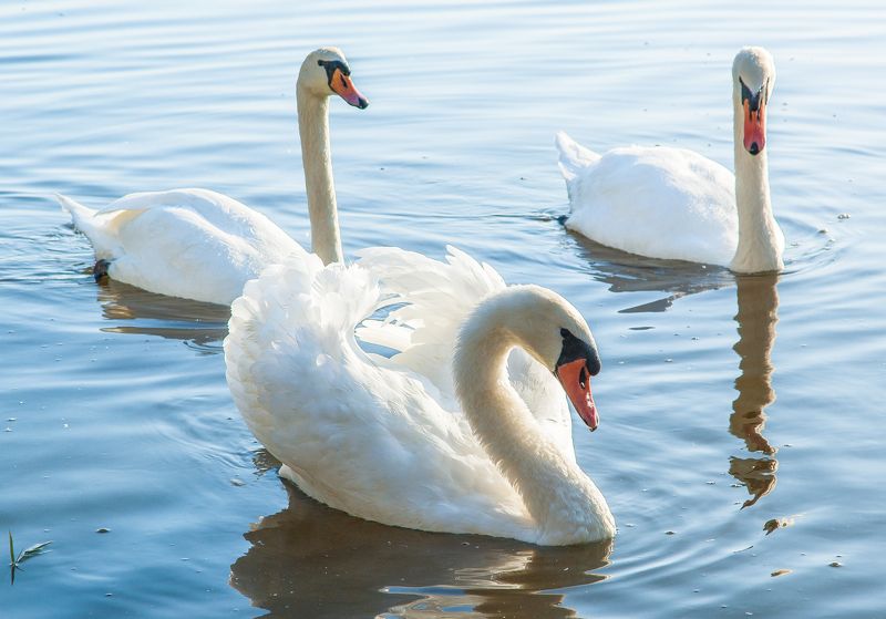 ** фото превью