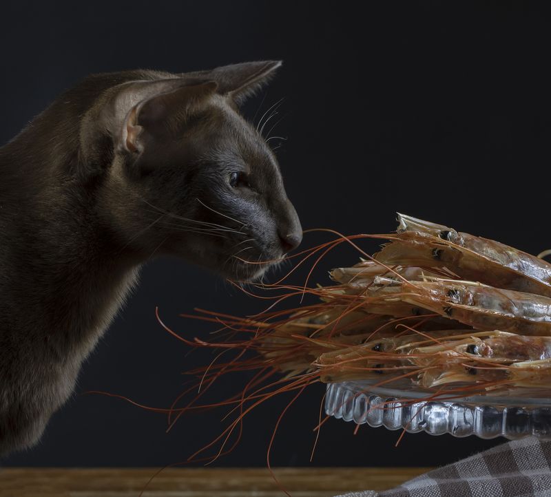 ориентал, ориентальный, кот, креветки Усатые... фото превью