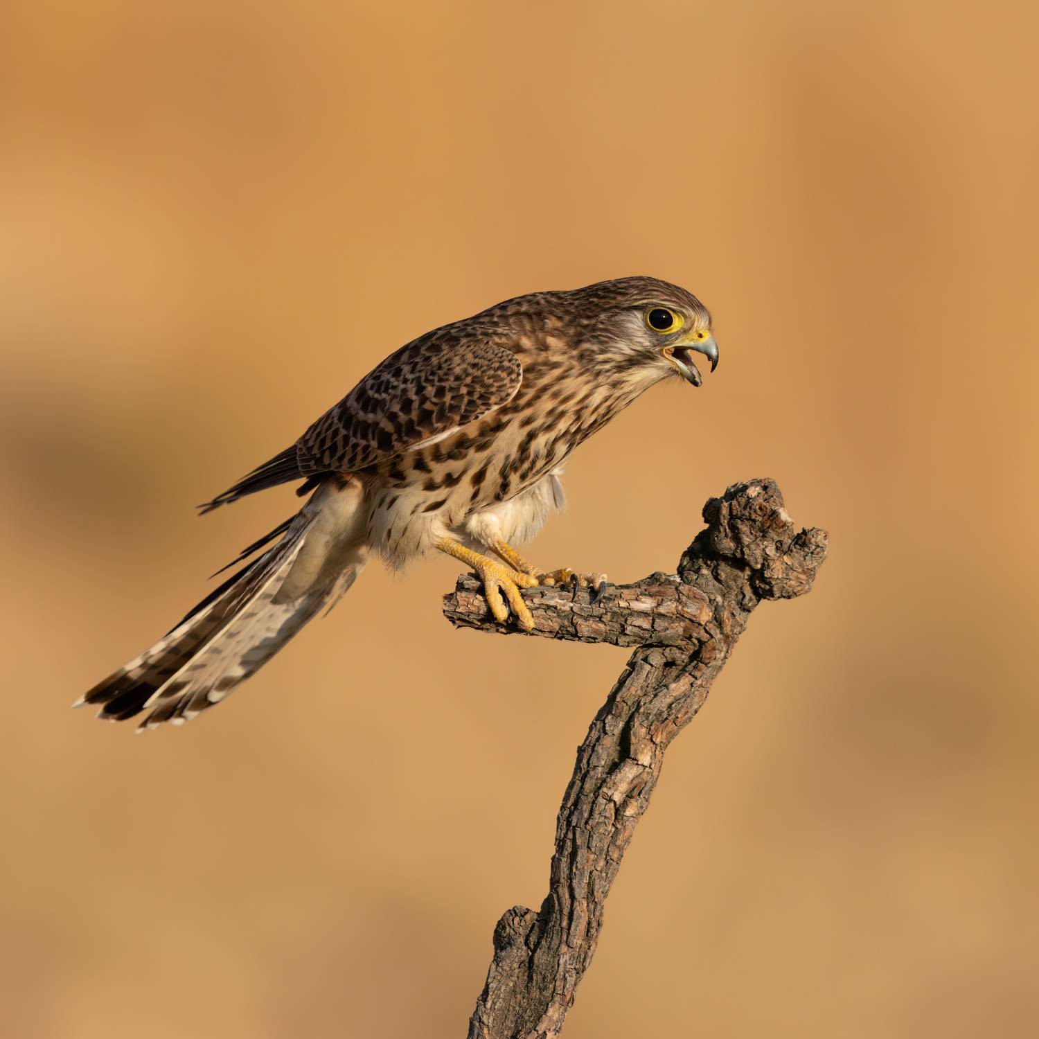 , Фруман Евгений