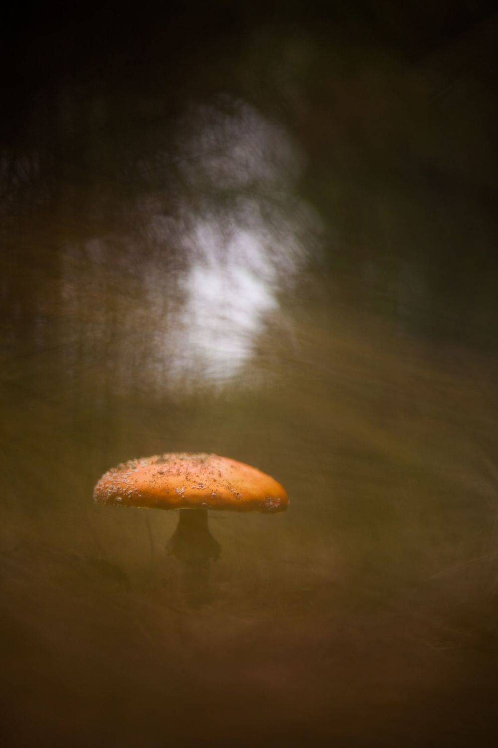 , Викулов Николай