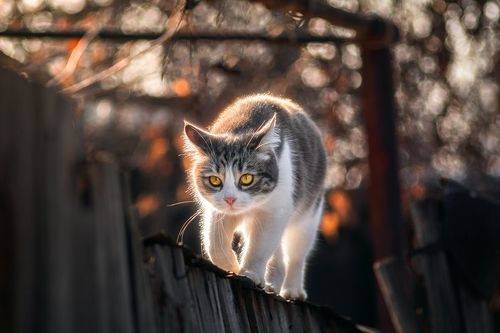 Пошла на охоту )