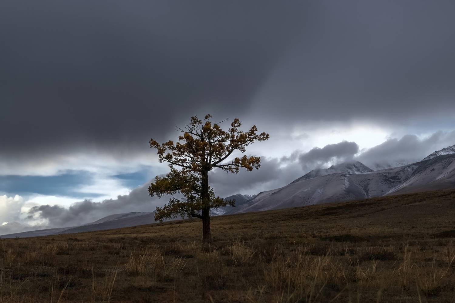 лиственница, дождь, осень, непогода, алтай 2023, Фомина Марина
