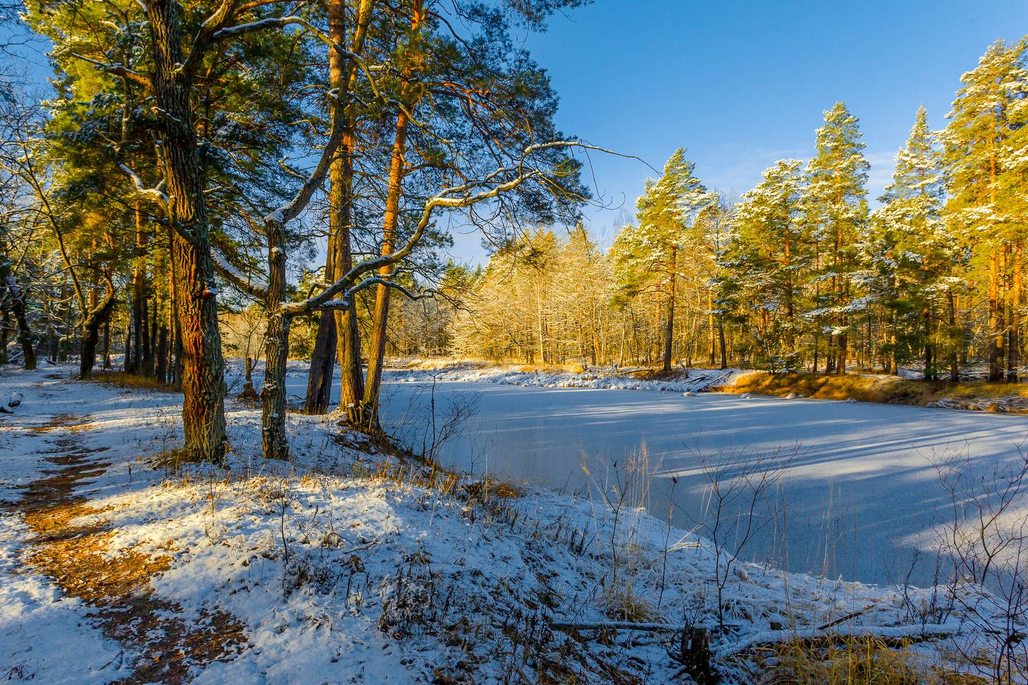 солнечное утро, заповедник, мещера, лед, река, снег, природа, пейзаж, Юрий Морозов