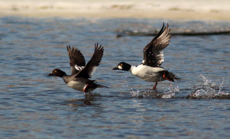животные, природа, дикая природа, птицы, утки, гоголь, анималистика На взлёт фото превью