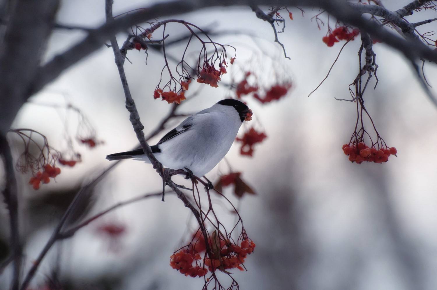 снегирь, зима, рябина, птицы, Фомина Марина
