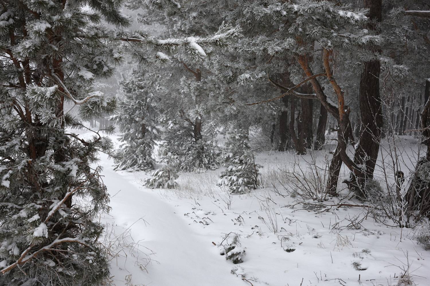 , Владимир Краснов