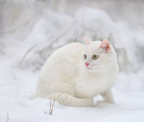 Снежный кот