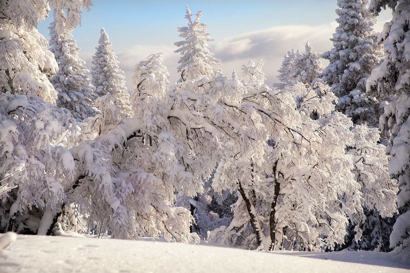 снег, зима, сугробы, деревья, лес, горы, урал, уреньга В снежных кружевах фото превью