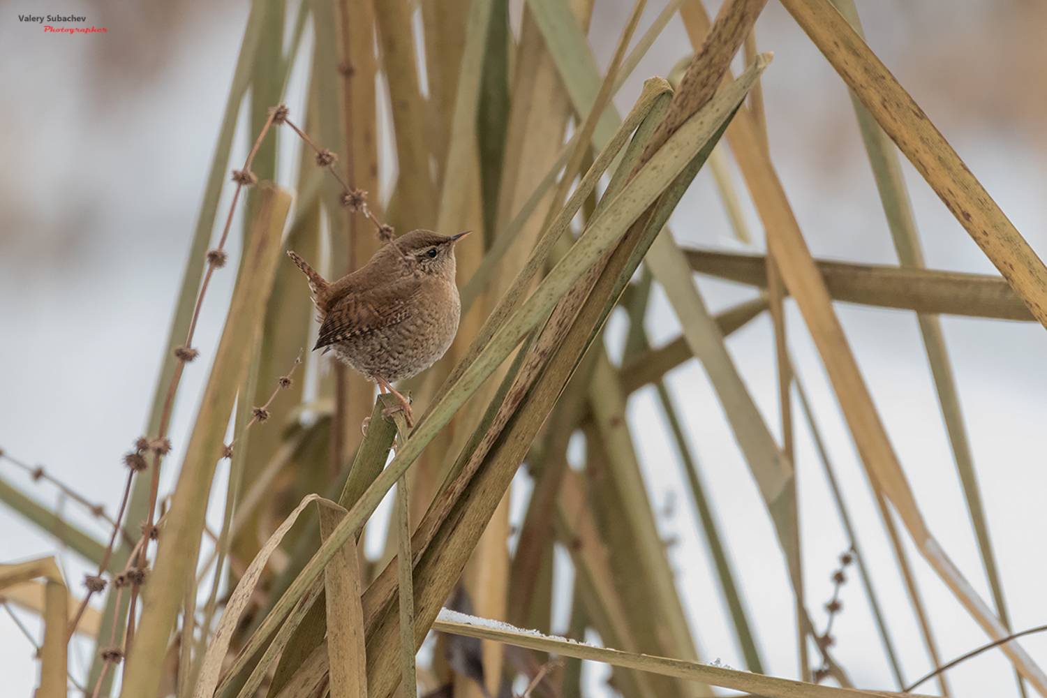 , Валерий Субачев