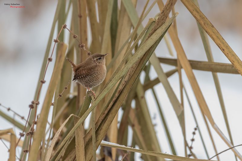Крапивник в декабре фото превью