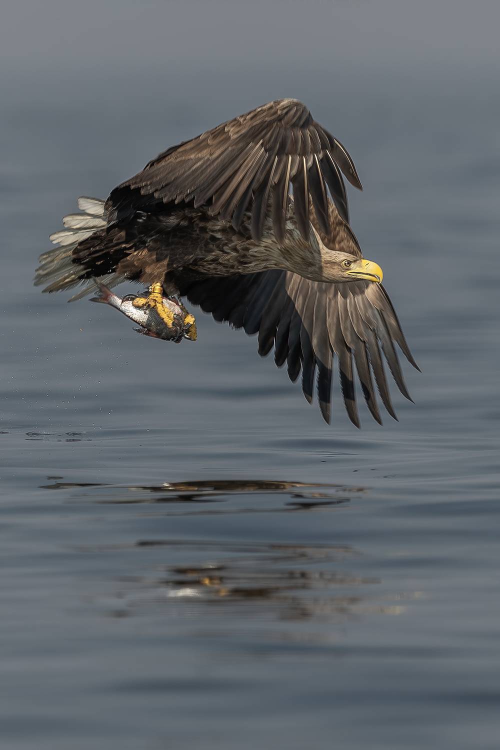 Bielik, ptak, ptak drapiezny, Haliaeetus albicilla, bird of prey, Robert Szmytkowski