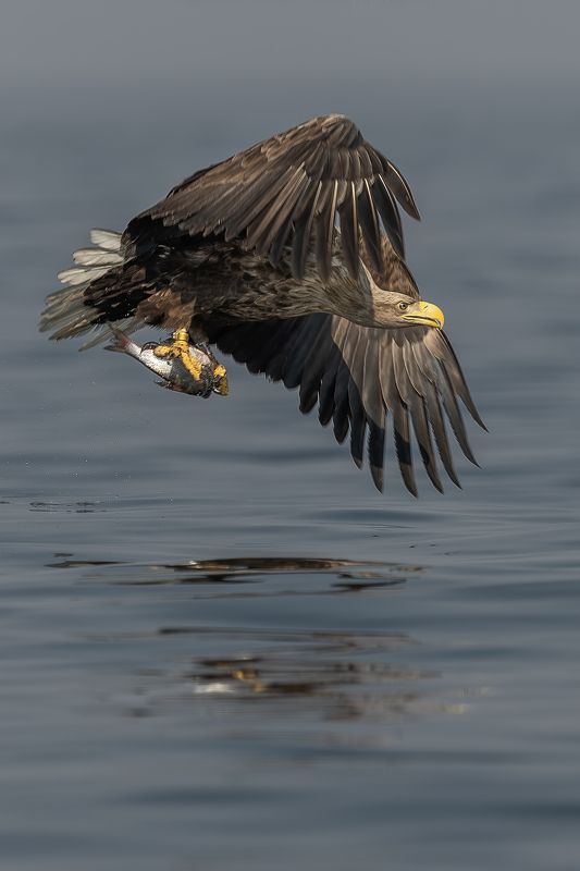 Bielik, ptak, ptak drapiezny, Haliaeetus albicilla, bird of prey Ptak drapiezny Bielik фото превью