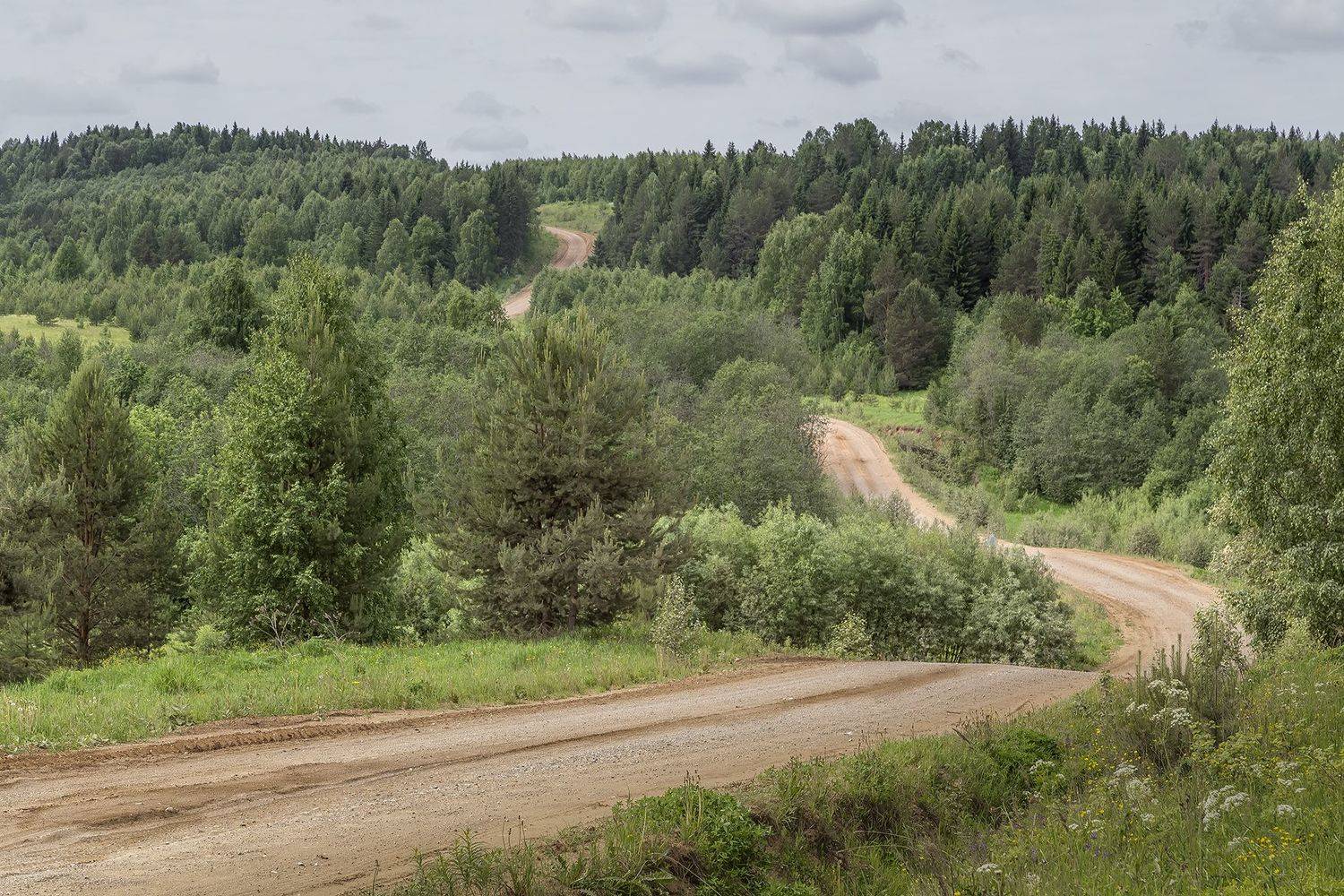 лес, дорога, овраг, извилины, спуск, обочина, грунтовка., Анкудинов Леонид