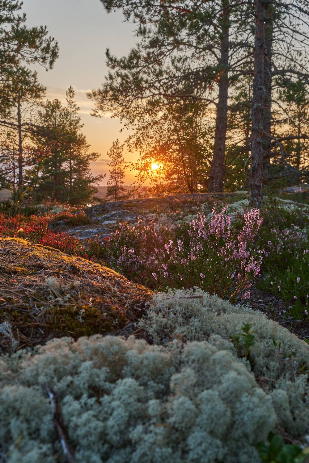 ладога,карелия,мох,вереск,закат,вечер,солнце,скала,вершина,гора, Горшков Игорь