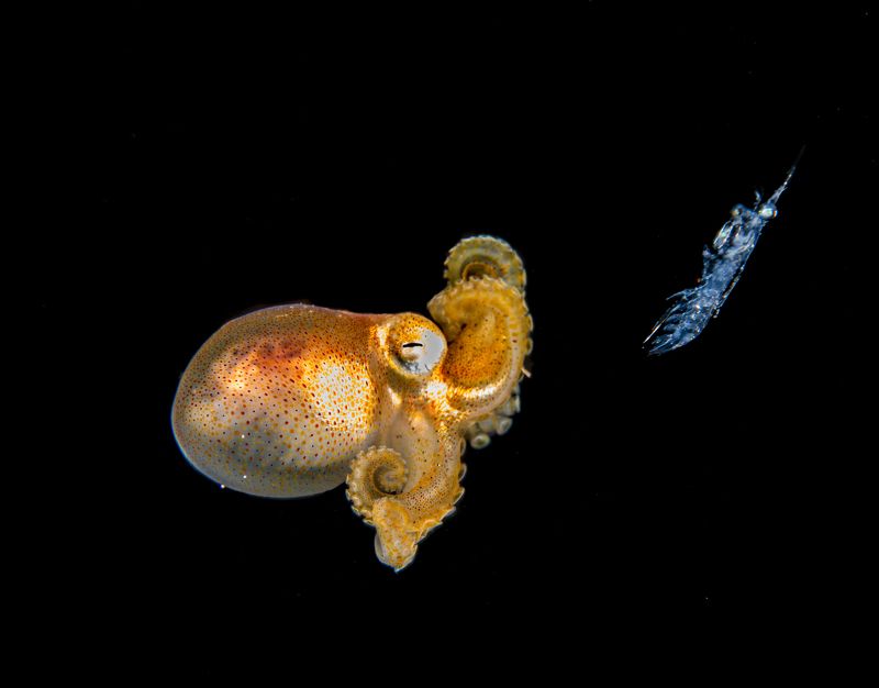 @mluwphotography Dinner time фото превью