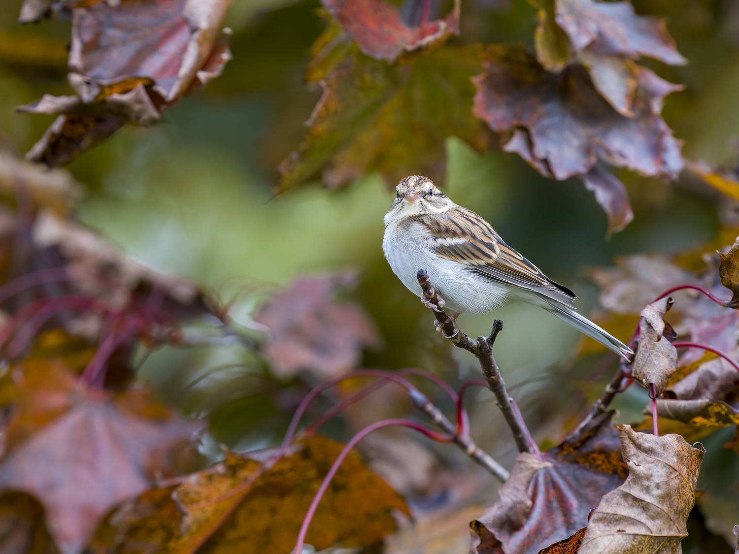, Burgalin Sequeira Fernando