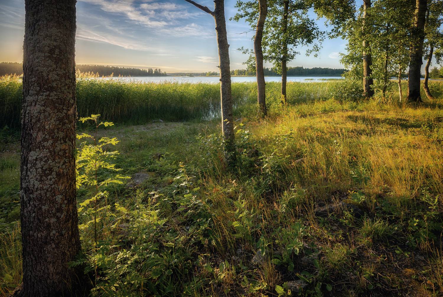 берег, озеро, камыш, лето, Сергей Аникин