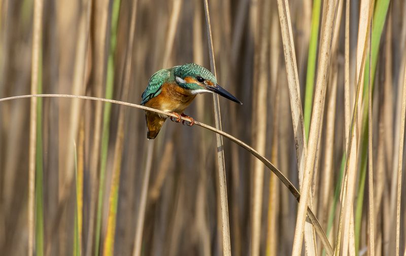 Kingfisher. фото превью