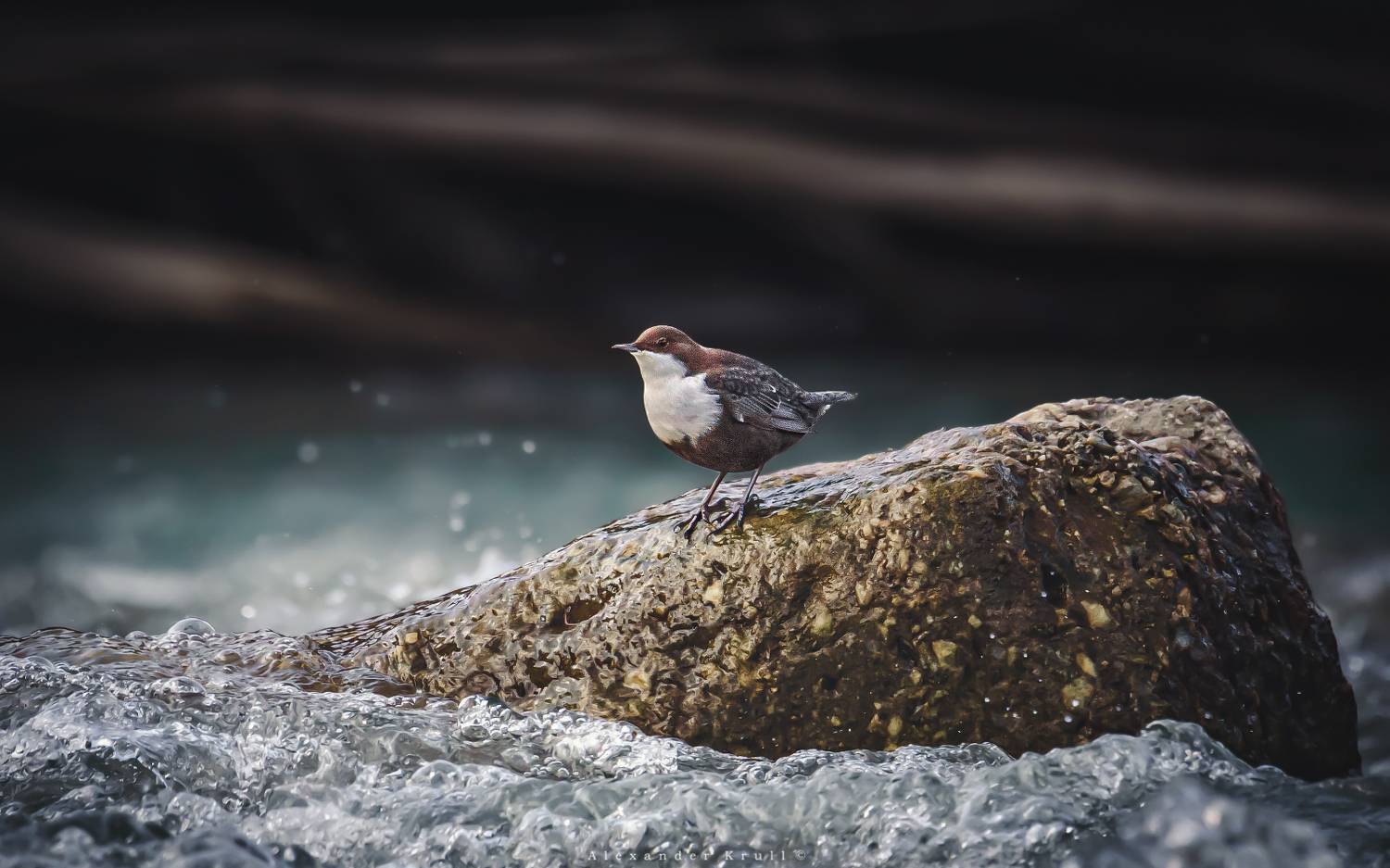 оляпка, Круль Александр