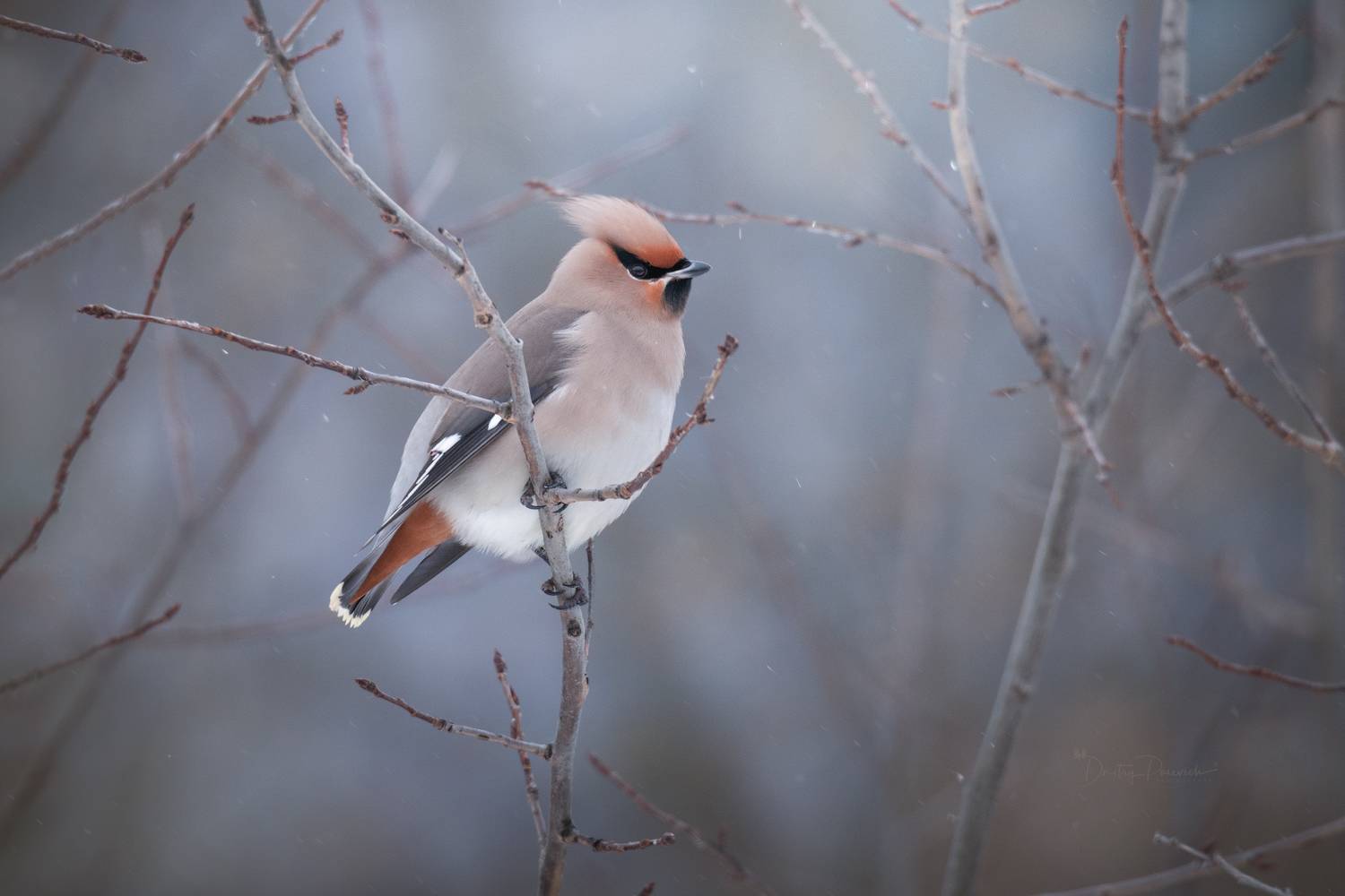 природа, лес, поля, огороды, животные, птицы, макро, Посевич Дмитрий