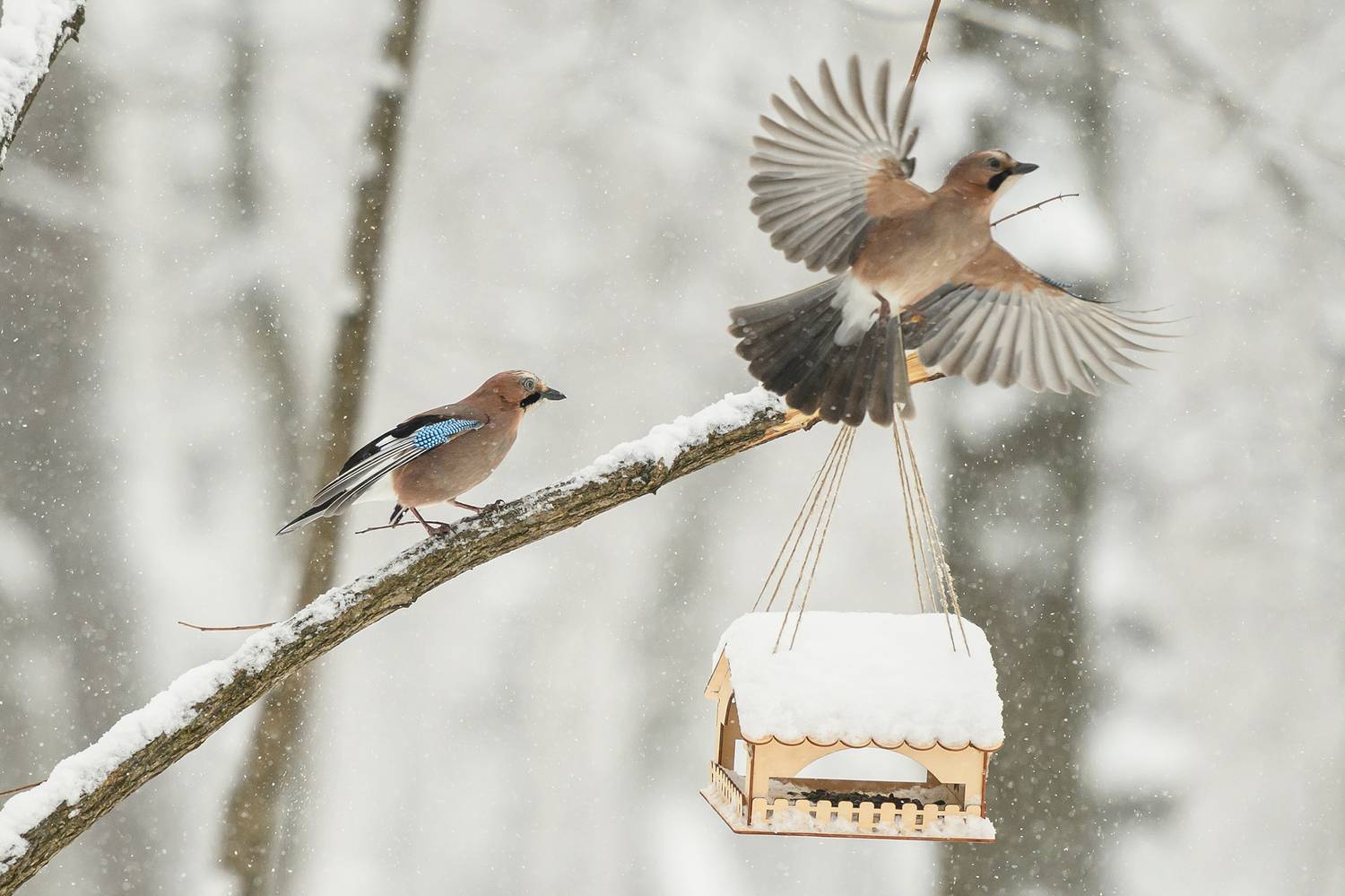 никон, z8, Юлия Лаптева