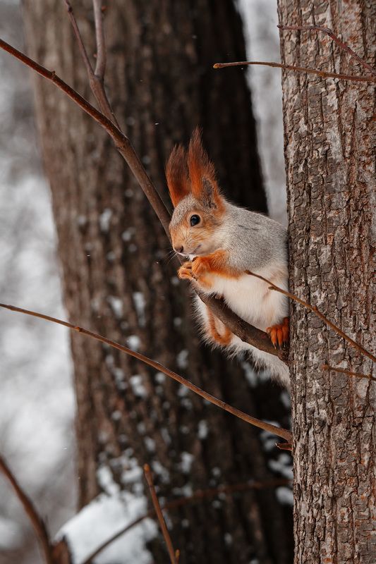 #животные #белка Пушистик фото превью