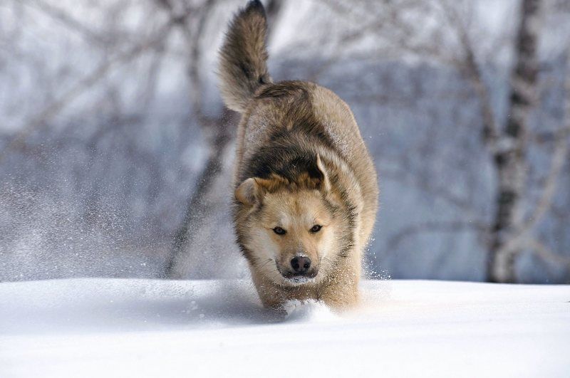 зима, животные, снег, бег, собака, сибирь По снегу фото превью