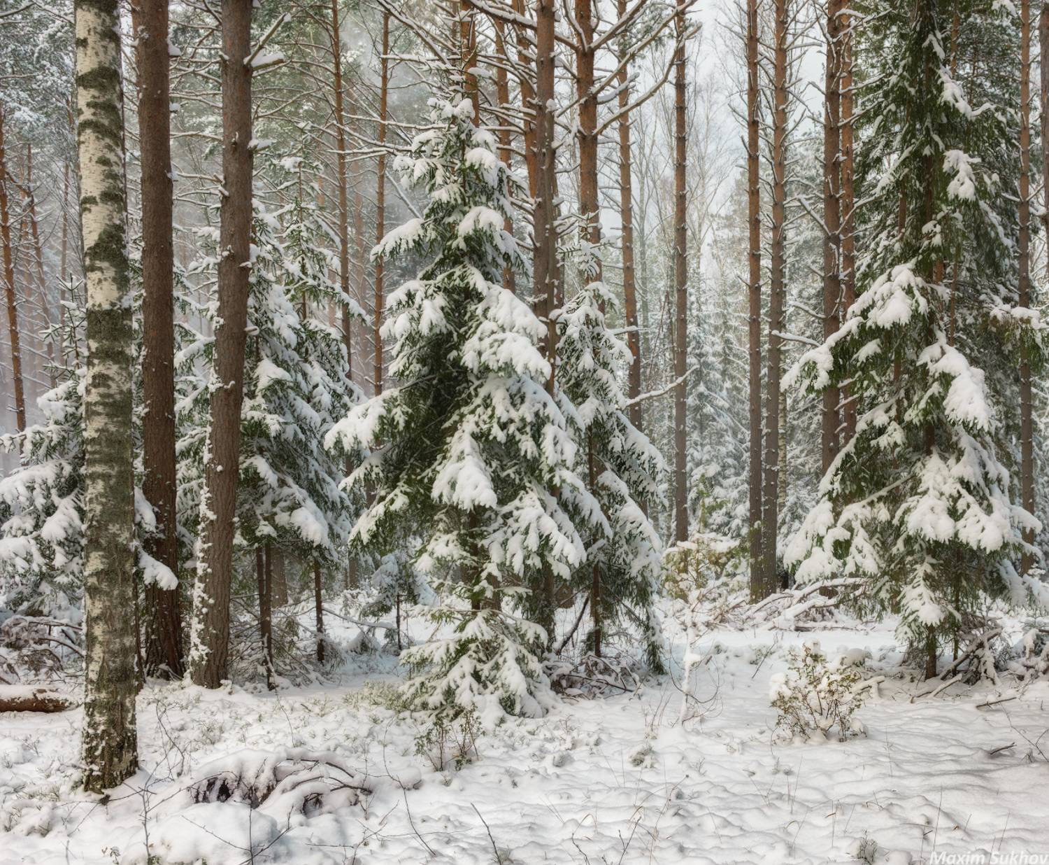 Снег, зима, ноябрь, сосны, ели, снежок, снегопад, Максим Сухов