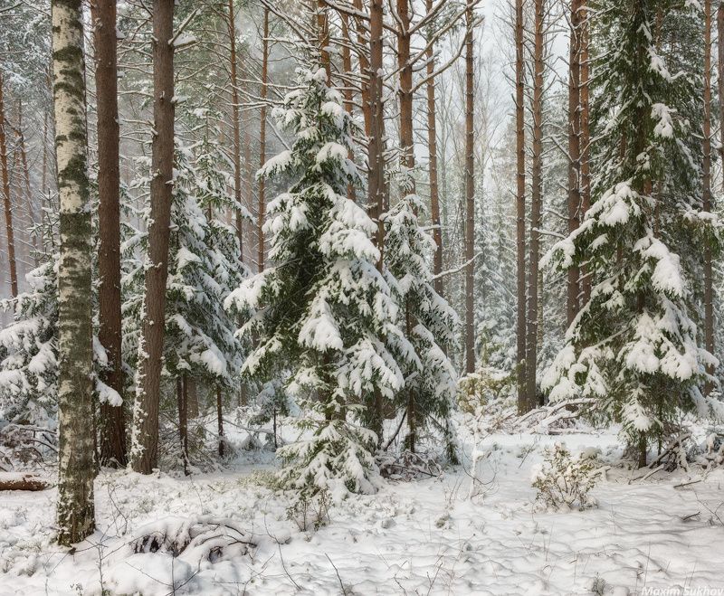 Снег, зима, ноябрь, сосны, ели, снежок, снегопад После ноябрьского снегопада фото превью