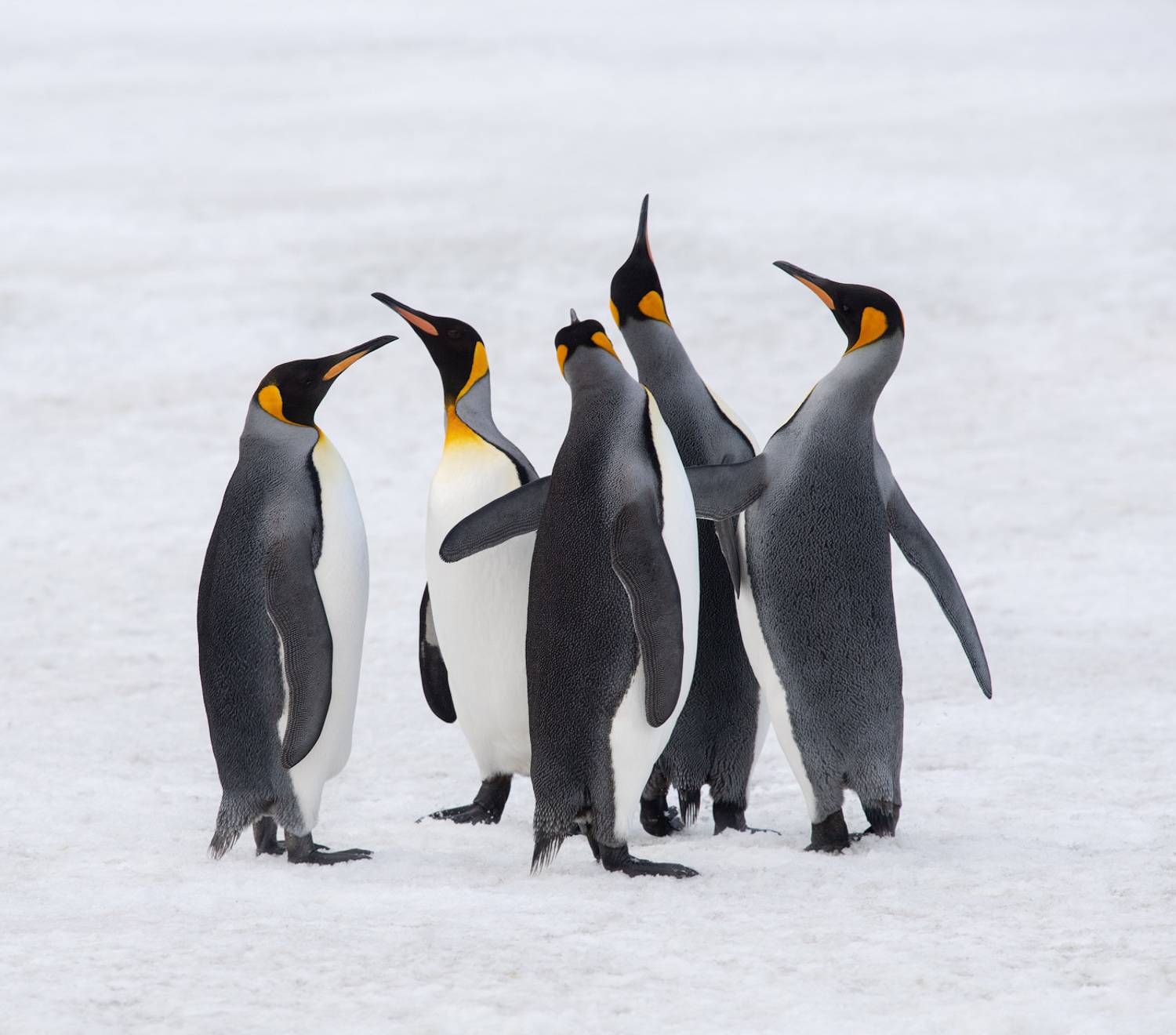, Андрей Ведерников