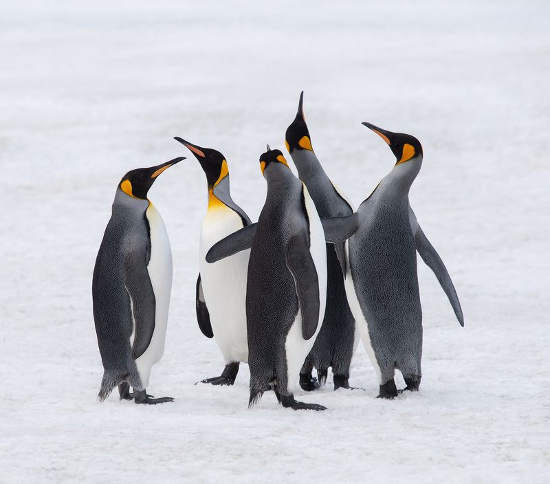 Островитяне фото превью