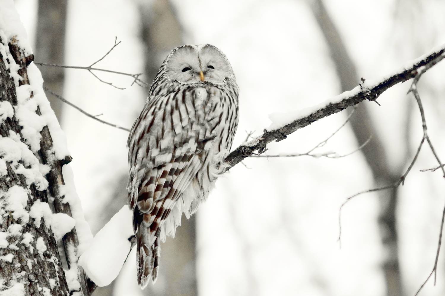 природа, животные, птицы, неясыть, зима, лес, анеималистика, самарская область, Владимир Шебаршенко