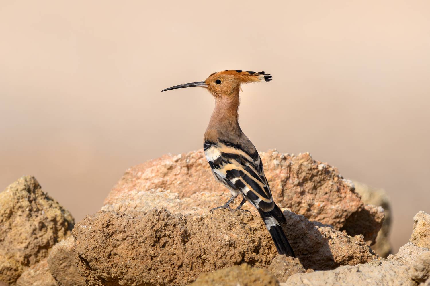 птица, фотоохота, удод природа, фауна, Vladimir Kulikov