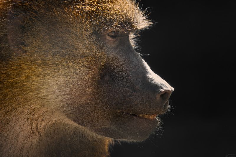 животные, млекопитающие, портрет животного, обезьяна, animals, mammals, animal portrait, monkey *** фото превью