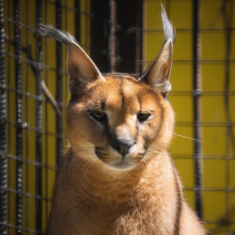 По ту сторону решётки фото превью