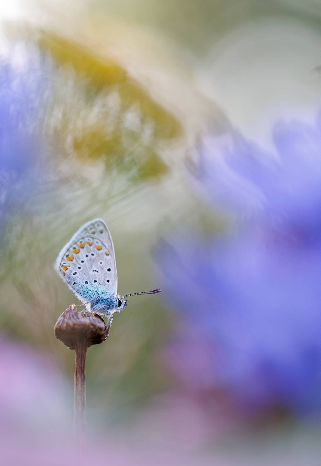 , Кузнецов Дмитрий