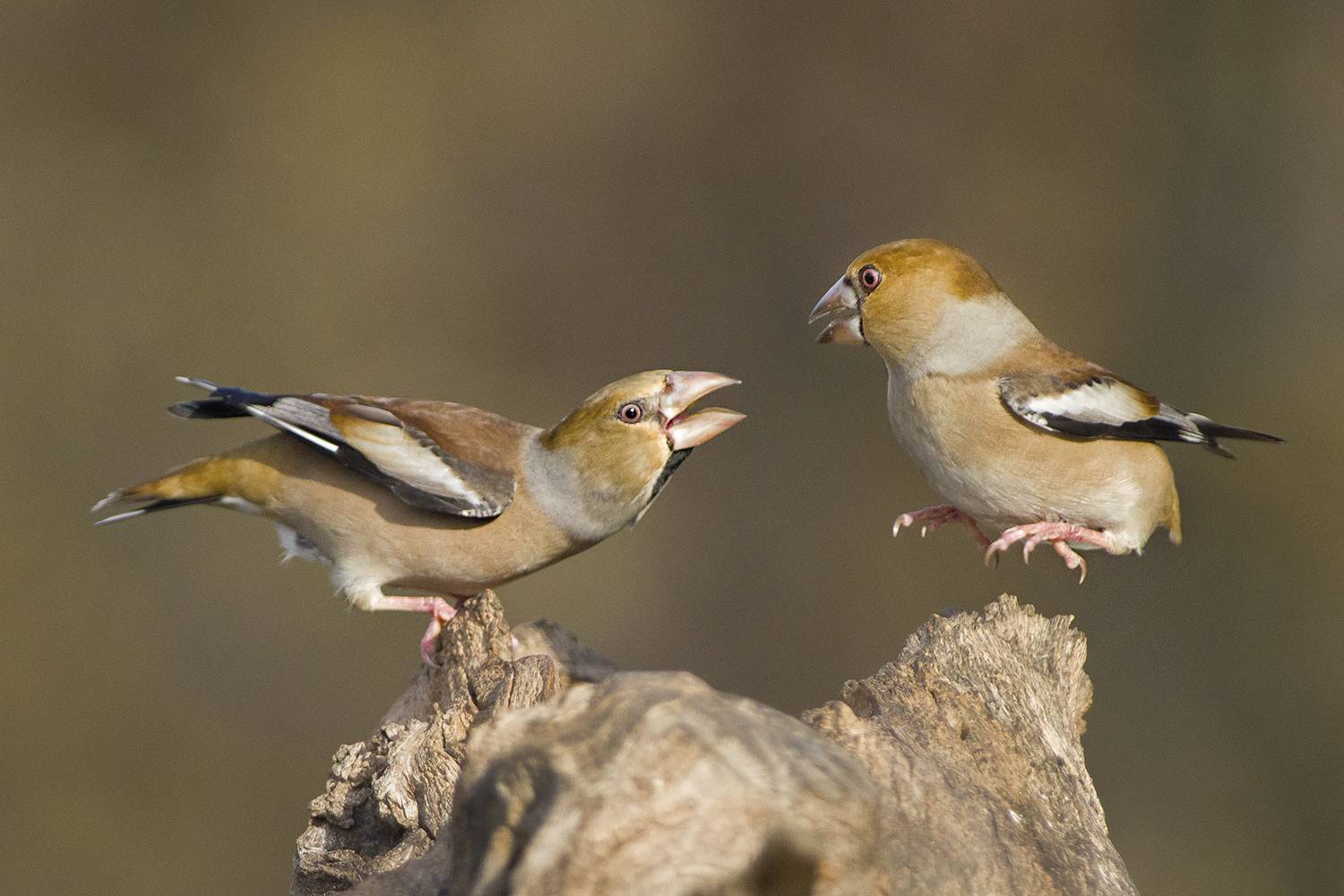 , Евгени Стефанов