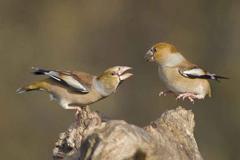 Дубоносы фото превью
