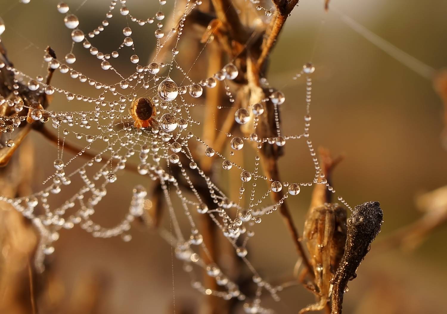 , Чепленко Алексей