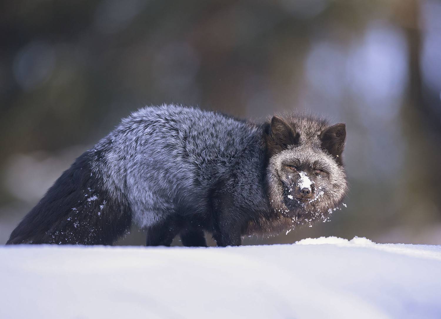 лиса, чернобурая, красотка, лес, зима, fox beautiful, winter, forest, nature, Стукалова Юлия