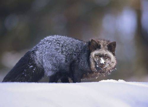 Чернобурая охотница