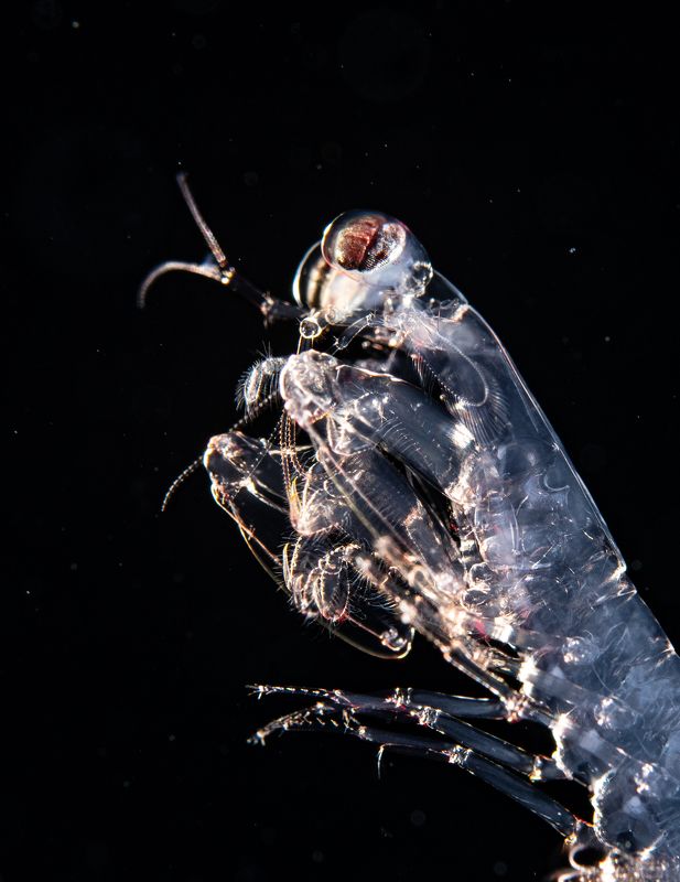 @mluwphotography Portrait Mantis shrimp фото превью
