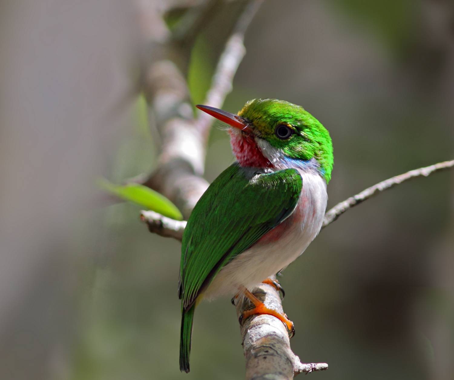 , Дмитрий Елисеев